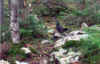 Spruce grouse on Wildcat Ridge Trail.jpg (180674 bytes)