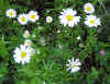 oxeye daisies.jpg (125524 bytes)
