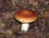mushroom.jpg (113973 bytes)
