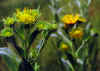 flower in meadow.JPG (262507 bytes)