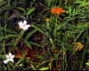 flowers - 10000 ft.jpg (61864 bytes)