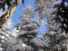 snowy trees.jpg (131353 bytes)