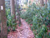 rhododendren forest.jpg (149003 bytes)