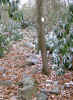 snowy rhododendrons 2.jpg (144034 bytes)