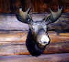 moose head.jpg (44727 bytes)