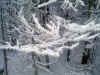 Frost Feathers on Kinsman Ridge Trail.jpg (61854 bytes)