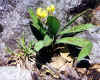 trout lily.jpg (80612 bytes)