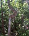 Weird Tree on Rollins Trail.jpg (321776 bytes)